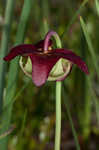 Parrot pitcherplant